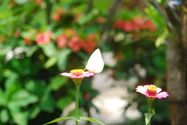 Primer Plano Mariposas Encaramadas Flores Zinnia Rosadas Hermoso Jardín Flores —  Fotos de Stock