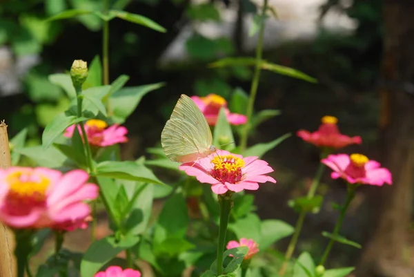 Nahaufnahme Von Schmetterlingen Auf Rosa Zinnia Blüten Einem Schönen Blumengarten — Stockfoto