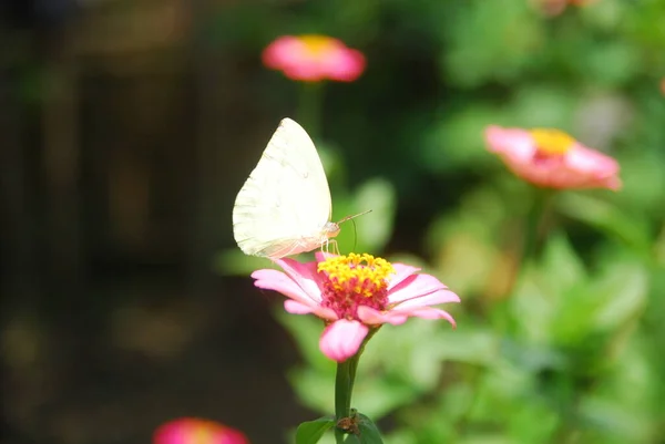 Κοντινό Πλάνο Των Πεταλούδων Σκαρφαλωμένο Ροζ Λουλούδια Zinnia Έναν Όμορφο — Φωτογραφία Αρχείου