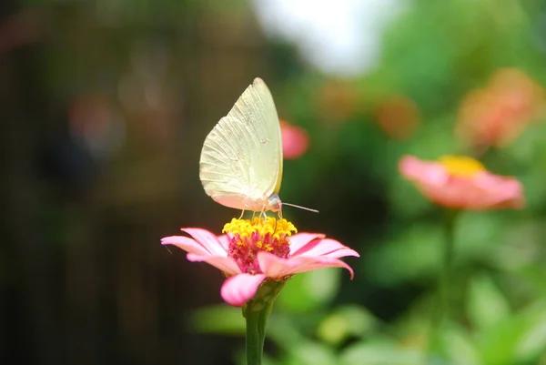 Close Borboletas Empoleiradas Flores Zinnia Rosa Belo Jardim Flores — Fotografia de Stock