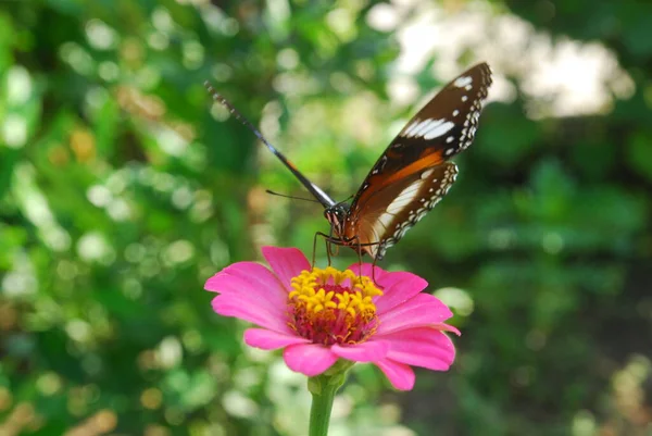 Крупним Планом Метелики Наклеєні Рожеві Квіти Цинію Красивому Квітковому Саду — стокове фото