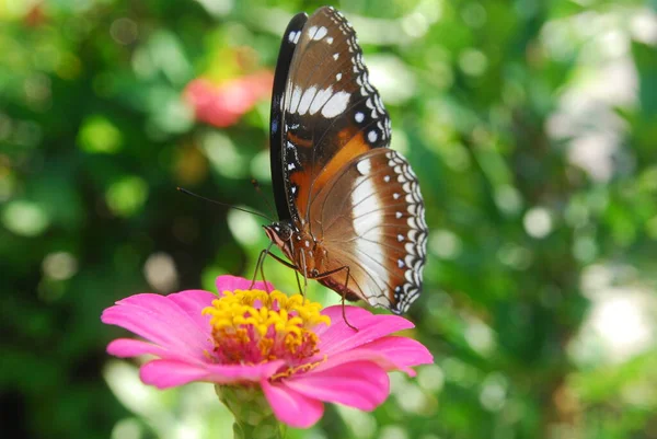 Primer Plano Mariposas Encaramadas Flores Zinnia Rosadas Hermoso Jardín Flores — Foto de Stock