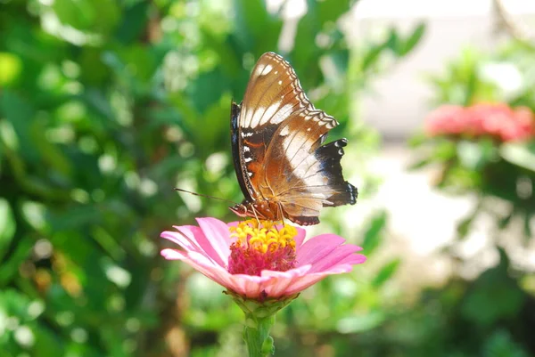 Primer Plano Mariposas Encaramadas Flores Zinnia Rosadas Hermoso Jardín Flores — Foto de Stock