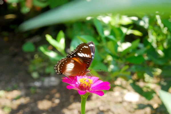 Närbild Fjärilar Uppflugna Rosa Zinnia Blommor Vacker Blomsterträdgård — Stockfoto