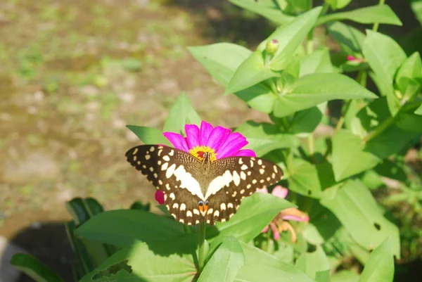 美しい花の庭でピンクジニアの花に挟まれた蝶のクローズアップ — ストック写真