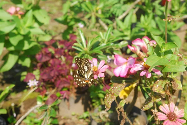 Primer Plano Mariposas Encaramadas Flores Zinnia Rosadas Hermoso Jardín Flores — Foto de Stock