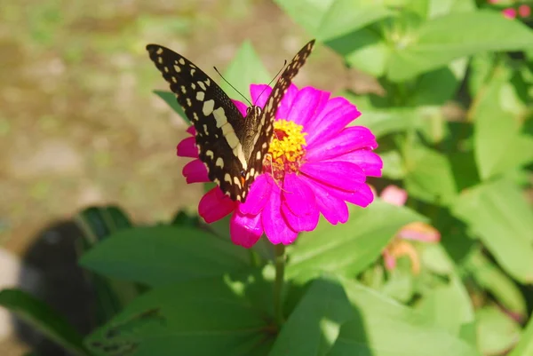 Närbild Fjärilar Uppflugna Rosa Zinnia Blommor Vacker Blomsterträdgård — Stockfoto