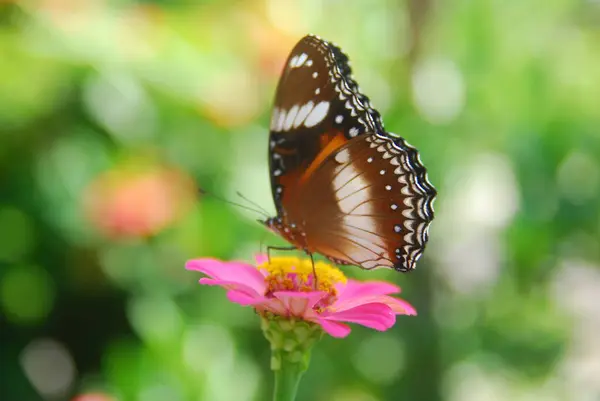 Красивом Цветнике Розовых Цветках Сидят Бабочки — стоковое фото