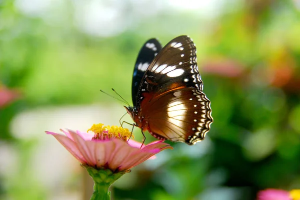 美しい花の庭でピンクジニアの花に挟まれた蝶のクローズアップ — ストック写真