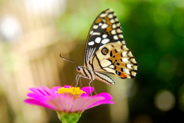 Primer Plano Mariposas Encaramadas Flores Zinnia Rosadas Hermoso Jardín Flores — Foto de Stock