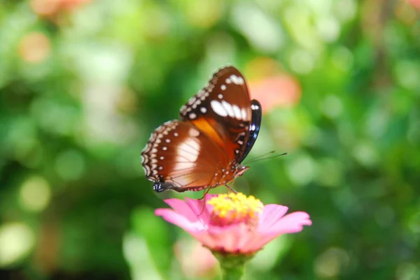 Close Borboletas Empoleiradas Flores Zinnia Rosa Belo Jardim Flores — Fotografia de Stock