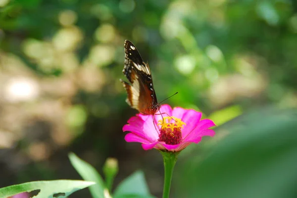 Gros Plan Papillons Perchés Sur Des Fleurs Zinnia Rose Dans — Photo