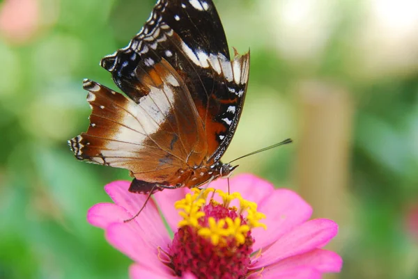 Närbild Fjärilar Uppflugna Rosa Zinnia Blommor Vacker Blomsterträdgård — Stockfoto