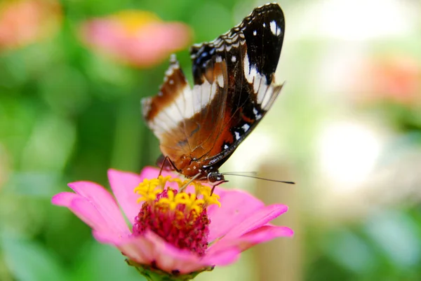 美しい花の庭でピンクジニアの花に挟まれた蝶のクローズアップ — ストック写真