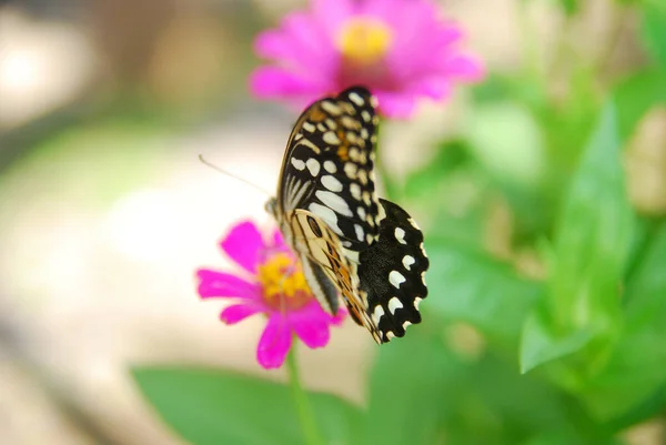 Närbild Fjärilar Uppflugna Rosa Zinnia Blommor Vacker Blomsterträdgård — Stockfoto