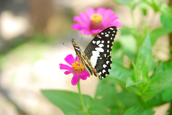 美しい花の庭でピンクジニアの花に挟まれた蝶のクローズアップ — ストック写真
