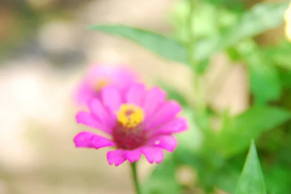 Ροζ Λουλούδια Ζίννια Ανθίζουν Κήπους Λουλουδιών — Φωτογραφία Αρχείου