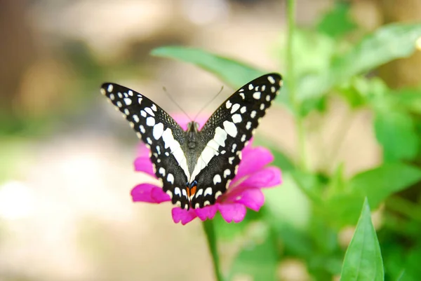 Gros Plan Papillons Perchés Sur Des Fleurs Zinnia Rose Dans — Photo