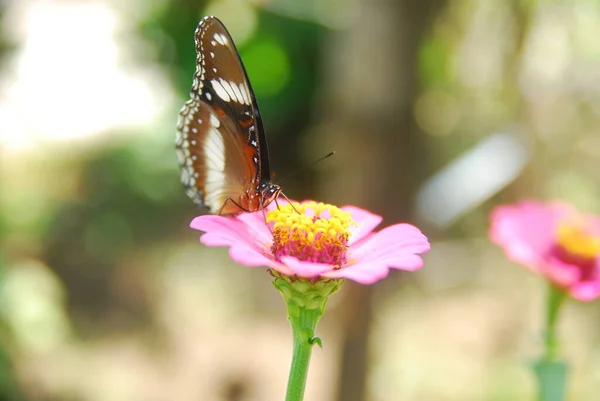 Primer Plano Mariposas Encaramadas Flores Zinnia Rosadas Hermoso Jardín Flores — Foto de Stock