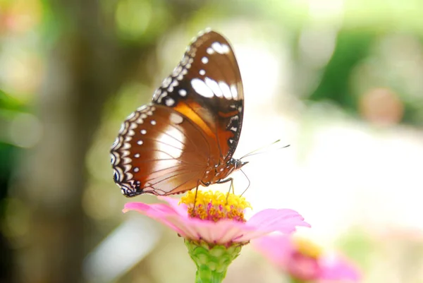 Gros Plan Papillons Perchés Sur Des Fleurs Zinnia Rose Dans — Photo