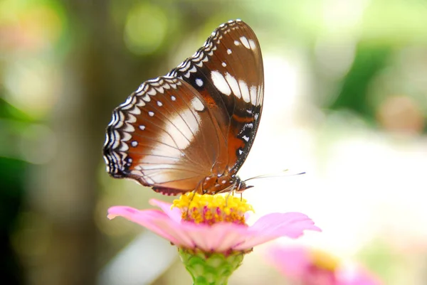 Gros Plan Papillons Perchés Sur Des Fleurs Zinnia Rose Dans — Photo