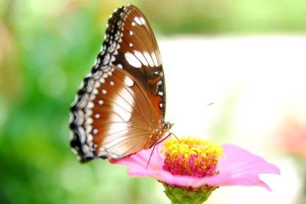 Närbild Fjärilar Uppflugna Rosa Zinnia Blommor Vacker Blomsterträdgård — Stockfoto