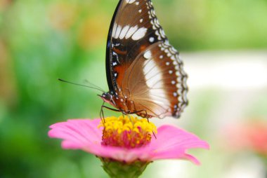 Güzel bir çiçek bahçesindeki pembe zinnia çiçeklerine tünemiş kelebeklerin yakınına.
