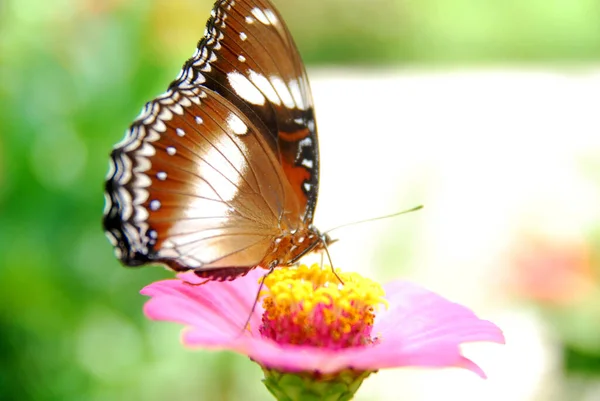 美しい花の庭でピンクジニアの花に挟まれた蝶のクローズアップ — ストック写真