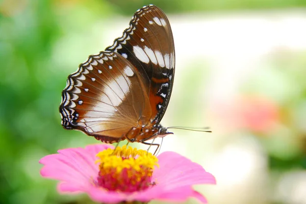 美しい花の庭でピンクジニアの花に挟まれた蝶のクローズアップ — ストック写真