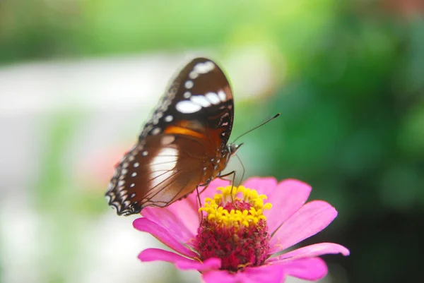 Gros Plan Papillons Perchés Sur Des Fleurs Zinnia Rose Dans — Photo