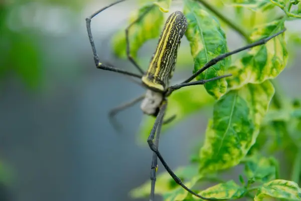 Macro Shoot Spider Leaves — Stockfoto