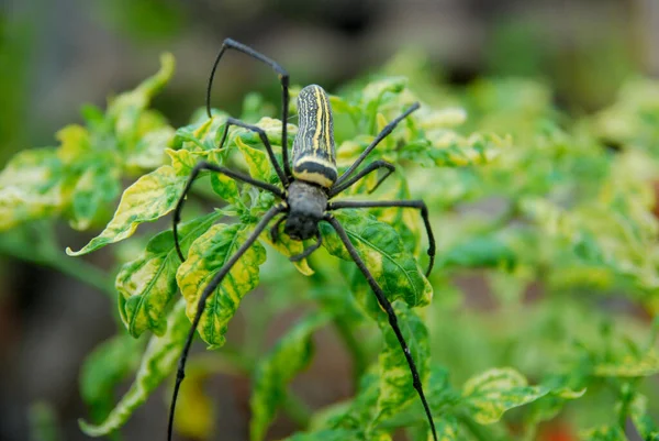 Tiro Macro Aranha Folhas — Fotografia de Stock