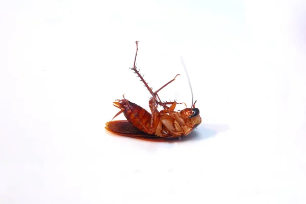 Close Shoot Beetle His Back — Stockfoto