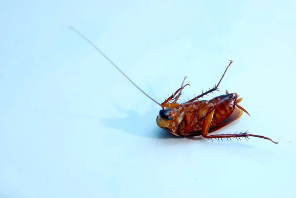 Close Shoot Beetle His Back — Stockfoto