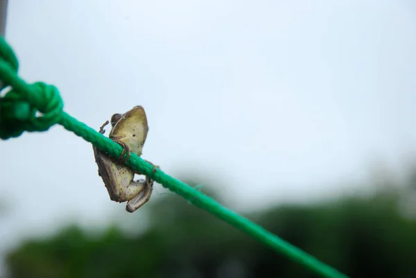 Selective Focus Frog Rope — Stockfoto