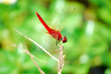 macro shoot of red dragonfly