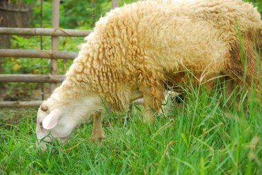 close up image of one sheep in rural field 