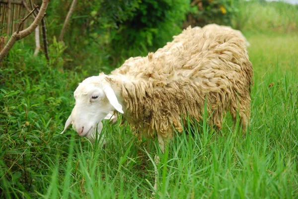 Close Image One Sheep Rural Field — Stok Foto