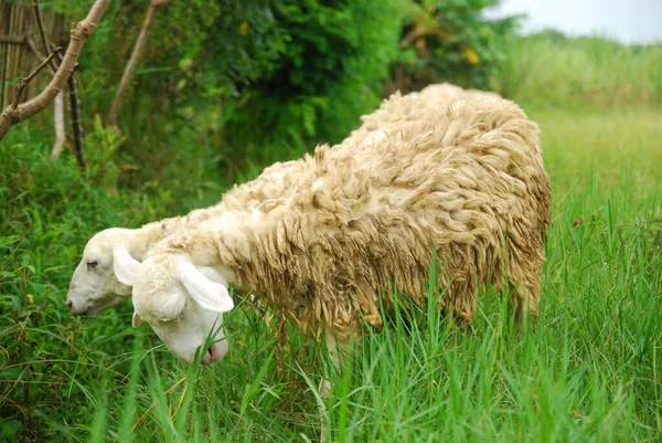 Primer Plano Imagen Una Oveja Campo Rural —  Fotos de Stock