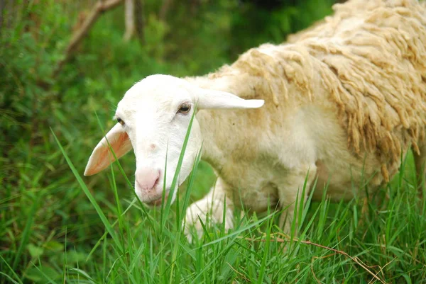 Primer Plano Imagen Una Oveja Campo Rural —  Fotos de Stock