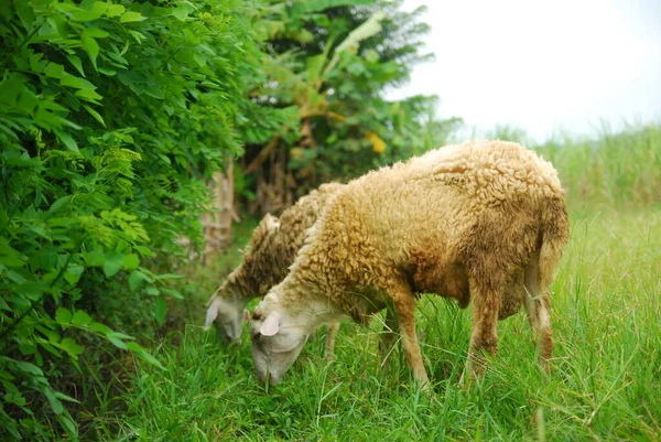 Schafe Weiden Auf Der Grünen Wiese — Stockfoto