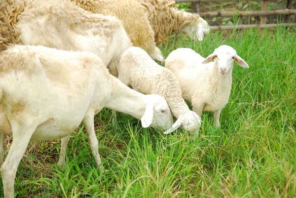 Sheep Grazing Green Meadow — Stock Photo, Image