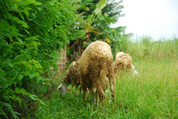 Pastoreio Ovinos Prado Verde — Fotografia de Stock