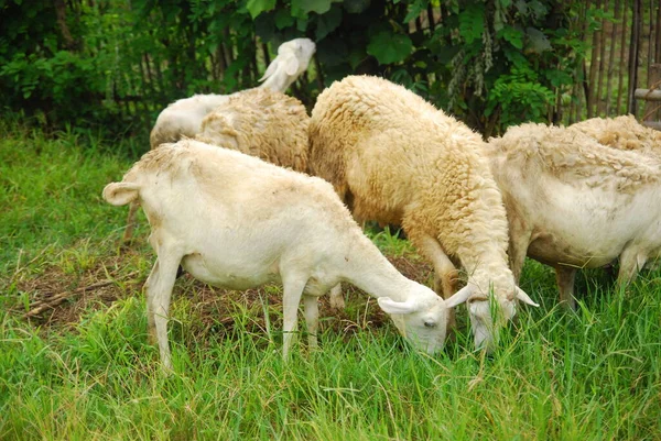 Schafe Weiden Auf Der Grünen Wiese — Stockfoto