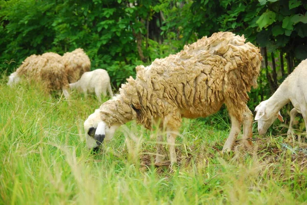 Zöld Rét Legelő Juhok — Stock Fotó