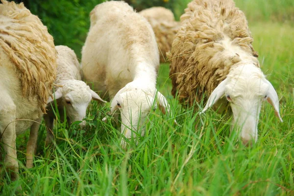 在绿地放羊 — 图库照片