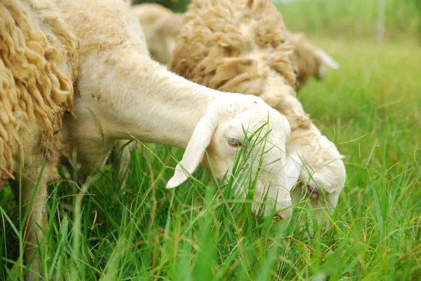 Pascolo Ovino Nel Prato Verde — Foto Stock