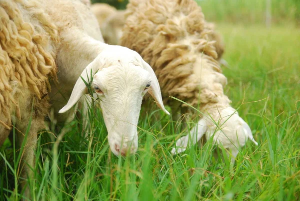 Schafe Weiden Auf Der Grünen Wiese — Stockfoto
