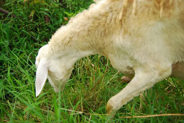 Close Beeld Van Een Schaap Het Platteland — Stockfoto