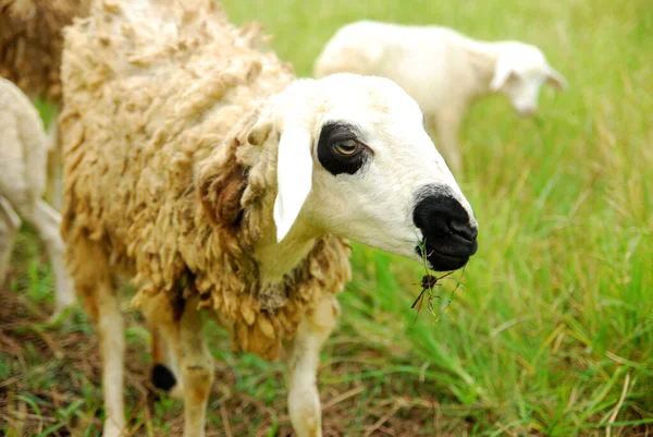 Schapen Grazen Groene Weide — Stockfoto